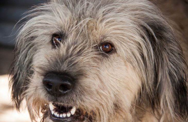 Por qué a un perro le encanta abrazar a su dueño: los expertos han revelado una razón sorprendente perro
