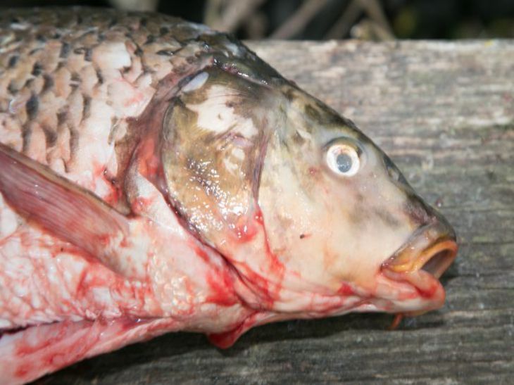 Which river fish is considered the healthiest: not everyone knows about it fish