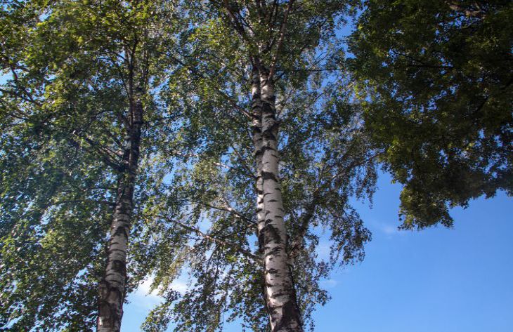 What is the rarest tree in the world: even intellectuals have not heard about it tree