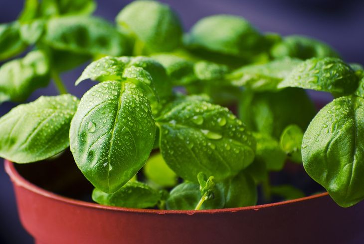 Eine Pflanze reicht aus, um Nacktschnecken aus dem Garten zu flüchten: Jeder wird sie brauchen Basilikum