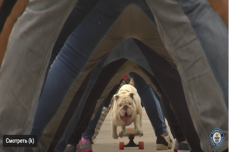 How a Skateboarding Bulldog Ended Up in the Guinness Book of Records Bulldog on a skateboard