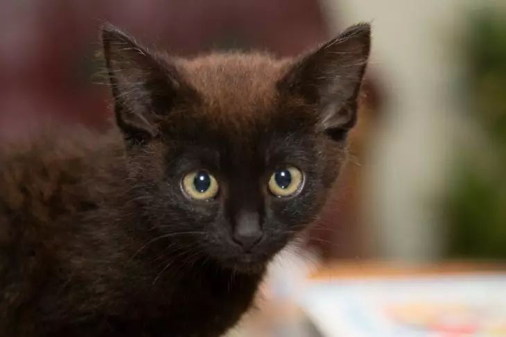 3 Gründe, warum Menschen keine schwarzen Katzen bekommen: Viele werden überrascht sein Katze