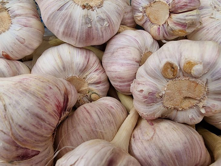 What's the Mistake Everyone Makes When Growing Garlic: Don't Expect Large Heads Garlic