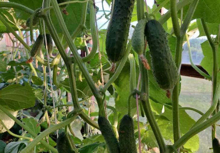Engrais doré pour concombres : découvrez le secret d'une récolte abondante concombre