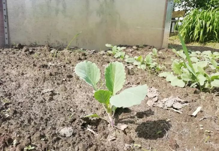 Pourquoi les plants de chou ne poussent pas : des erreurs que les jardiniers débutants ne connaissent pas Chou