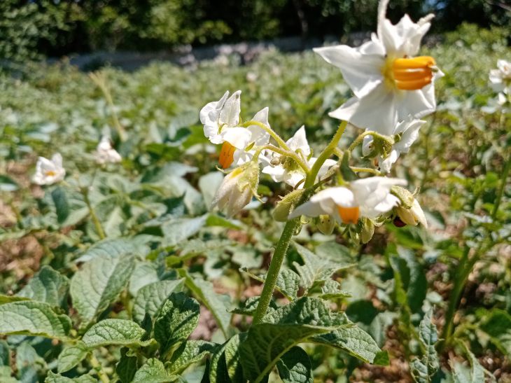 How to get rid of cockchafer larvae and save your potato crop: 4 methods will help Potato