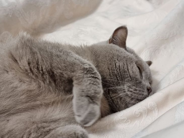 Why does a cat sleep on its back: 5 reasons that explain this cat