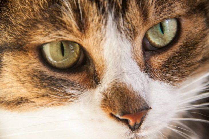 The Main Reason Why Cats Press Their Faces To Their Owners: What They Expect From Us cat