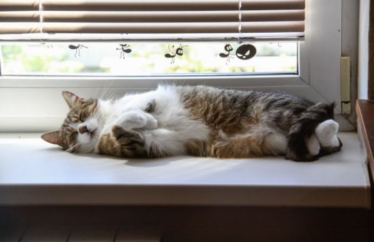 Por qué un gato no abandona a su dueño: los expertos han revelado razones interesantes gato