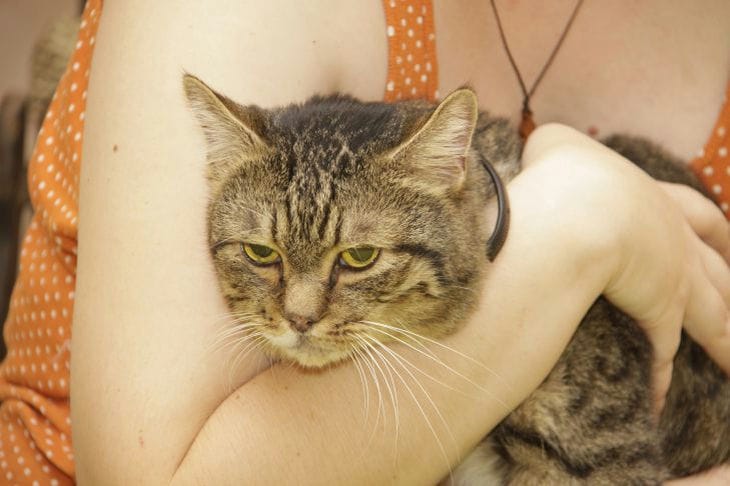 Why does a cat hiss: what can and cannot be done in such a situation Cat in arms