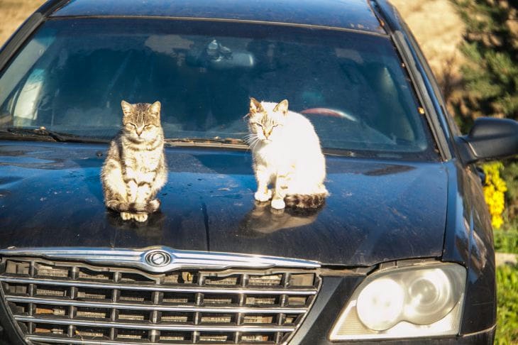 Por qué un gato maúlla continuamente en el coche: hay razones para ello gatos en el auto