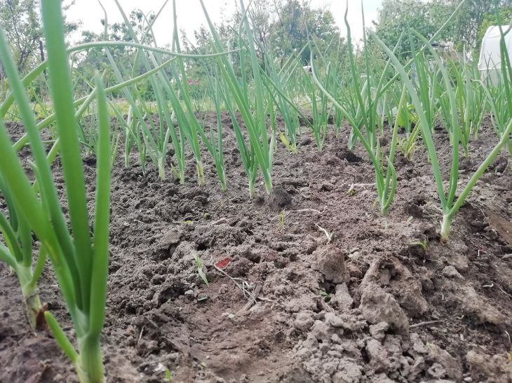 What plants to plant in a sunny place and what in partial shade: a note for summer residents onion