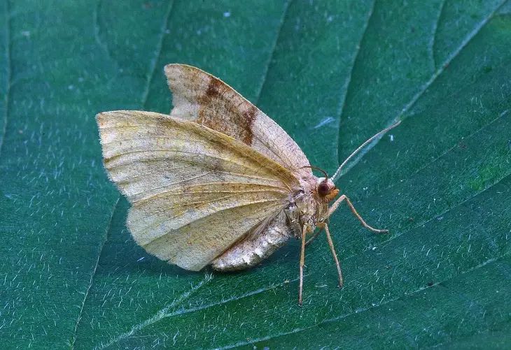 A clever home trick with camphor alcohol against moths: in fear they will fly away as far as possible mole