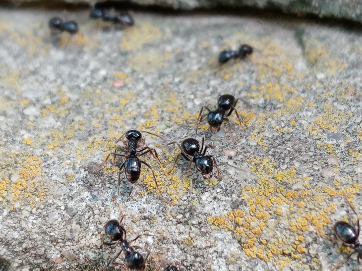 What to treat ants with to discourage them from farming your garden: you will need a familiar seasoning Ants