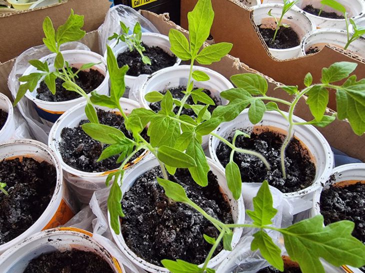 What to water seedlings with to transform them: not all summer residents know seedling