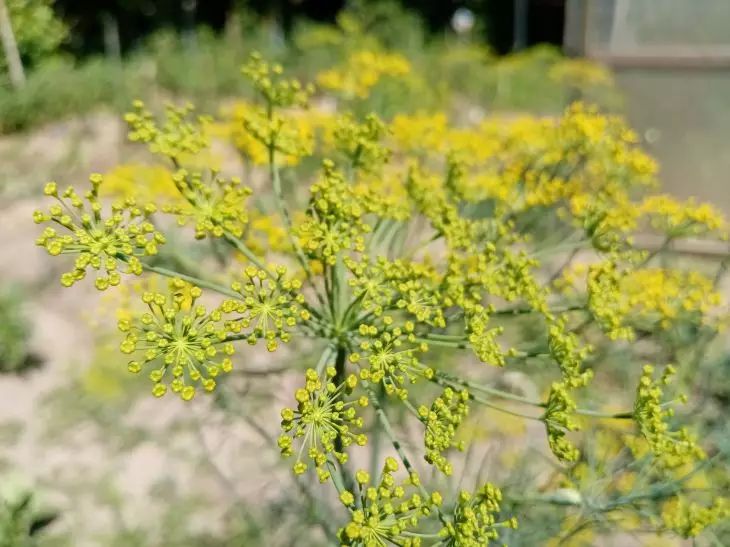 Why Keep Tansy in the Garden: A Clever Advice tansy
