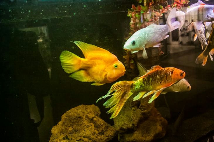 Welche Panzerkameraden man für kampflustige Kampffische wählen sollte Fisch