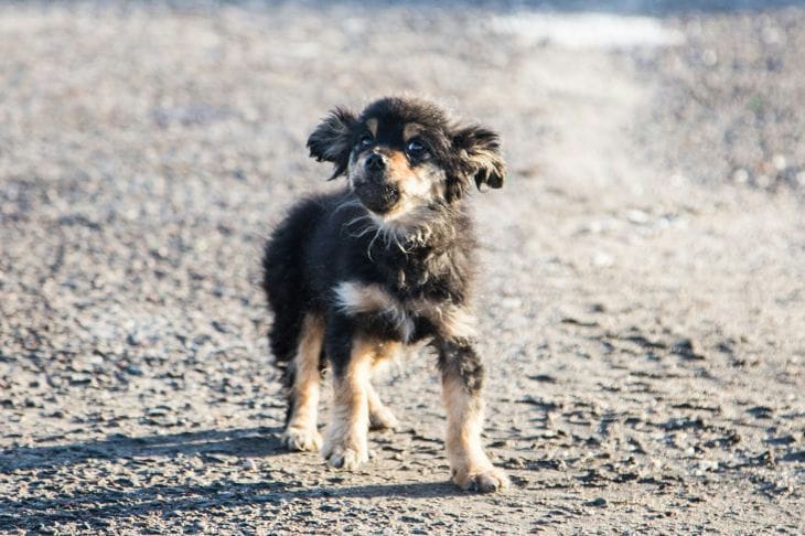 Cómo evitar que un cachorro muerda: todos los métodos conocidos Cachorro