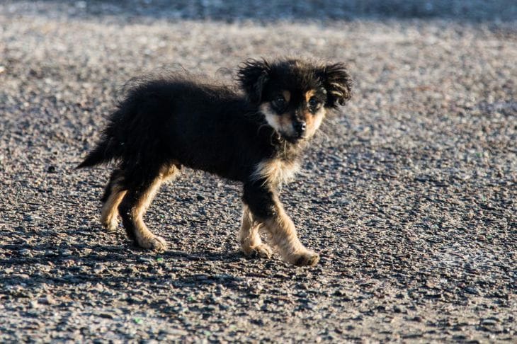 Collar o arnés: qué elegir para un cachorro para no cometer un error fatal Cachorro