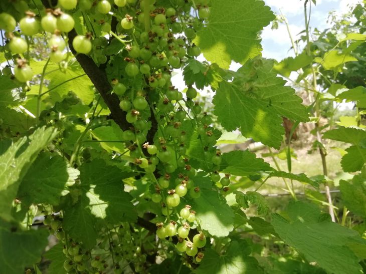 Fertilizing Currants in Spring: 5 Best Fertilizers for Berry Bushes Currant
