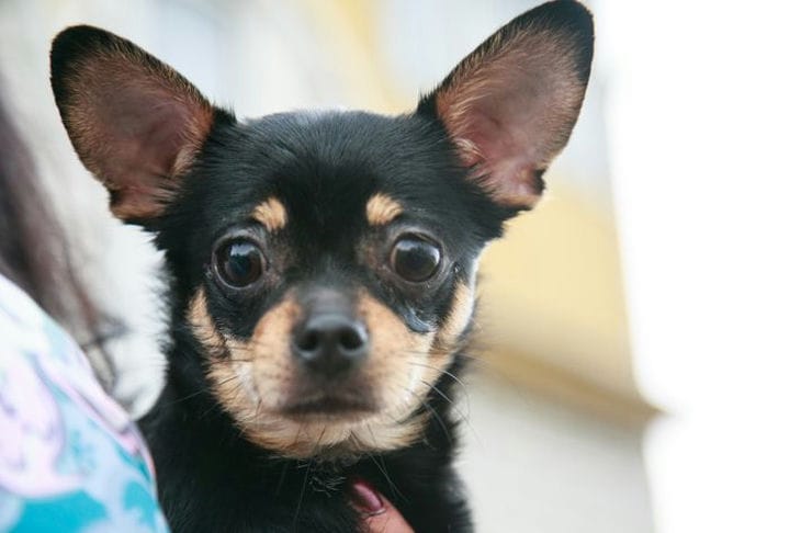 Sollten Sie Ihren Hund bei seinem Besitzer im Bett schlafen lassen: Argumente dafür Hund