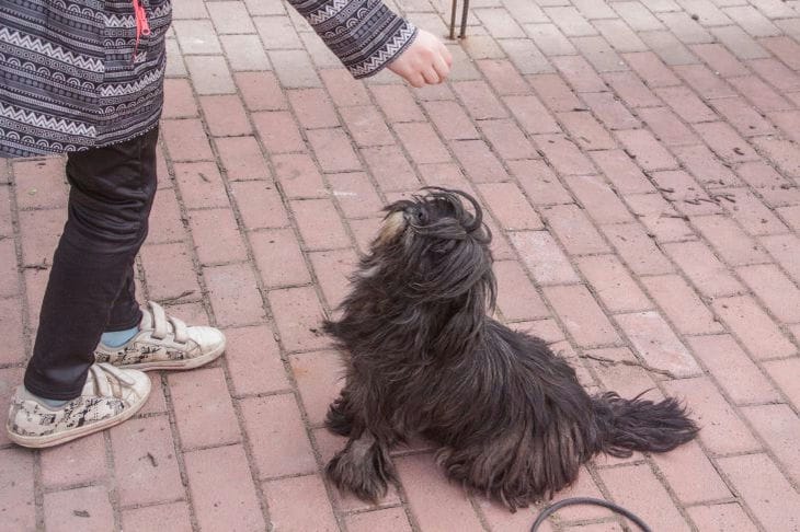 ¿Cómo se siente un perro cuando muerde los zapatos de su dueño? Estas emociones están lejos de ser arrepentidas. perro y hombre