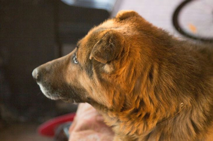 Qué juguetes no dejarán que tu perro se aburra: una selección útil Perro