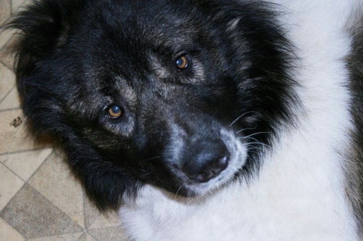Vaut-il la peine d'avoir un chien dans une famille avec un petit enfant : les avantages et les inconvénients de l'achat d'un animal de compagnie Chien