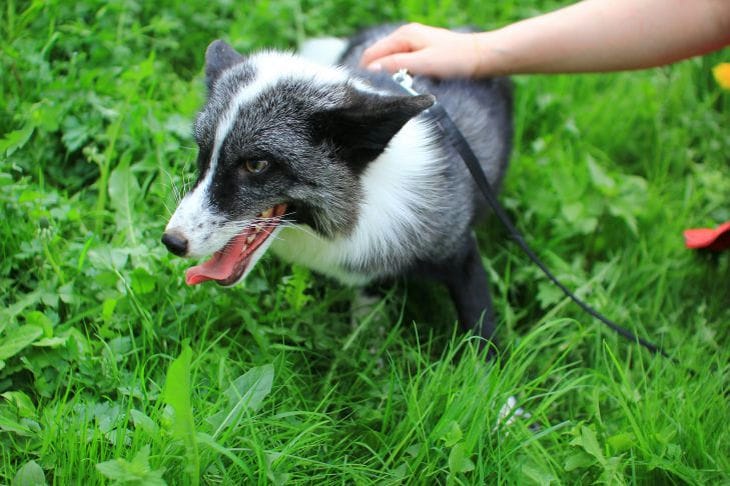 ¿El champú humano es bueno para los perros? Información útil para los amantes de los perros. Perro