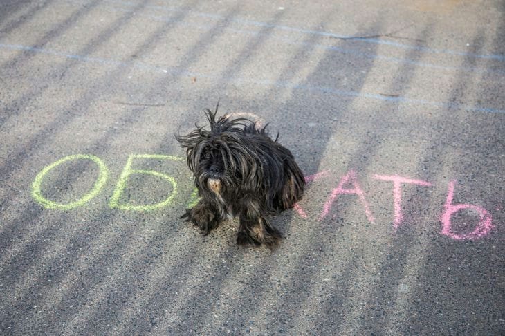 Sollten Sie den Geburtstag Ihres Hundes feiern: Hier erfahren Sie, wozu das führen kann Hund
