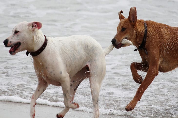 Por qué un perro se persigue su propia cola: quizás te interese saberlo Perros
