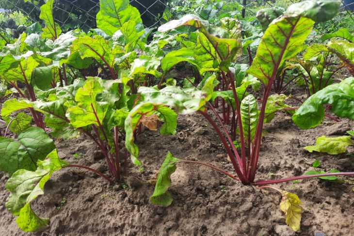 What fertilizer to pour on beet beds so that the vegetable grows huge and sweet: remember this simple advice Beet