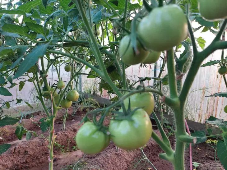 Comment faire pousser des tomates de la taille d'une pastèque : mettez un ingrédient secret dans le trou tomates