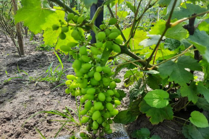 These mistakes when pruning grapes are made by all inexperienced gardeners: check if you have ever done the same Grape