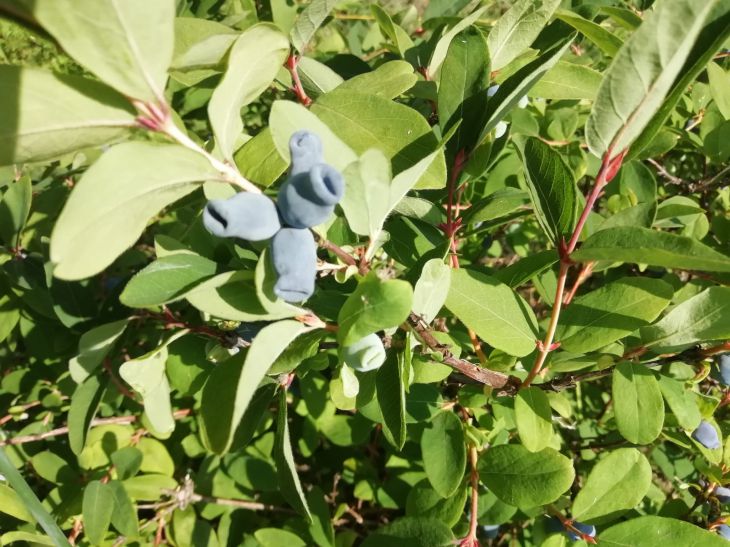 Le secret d’une confiture de chèvrefeuille parfaite réside dans cet ingrédient : elle n’a ni goût amer ni sucré. Chèvrefeuille