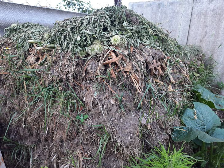 What to do if slugs have settled in a compost pit: advice for summer residents Compost