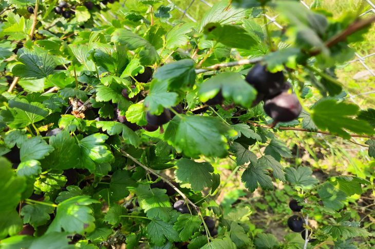 What to plant next to currants to increase yield: not all summer residents know currant