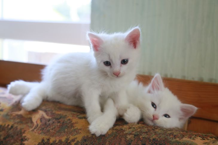 What 3 cat breeds are considered the smallest in the world: not everyone knows about this cats