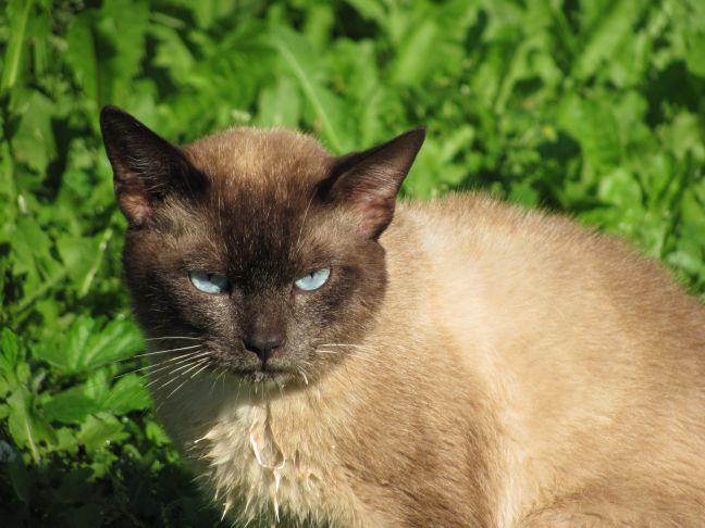 Comment reconnaître les signes de stress chez un chat : conseils pour éviter les ennuis Chat