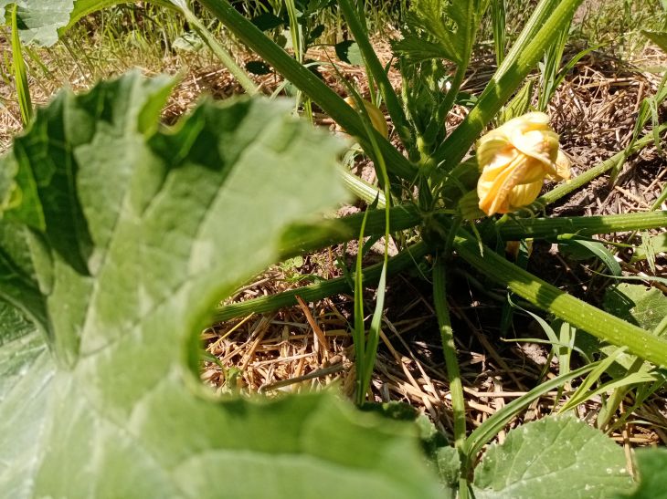 Pourquoi les estivants enfoncent-ils leurs fourches dans le sol : une solution ingénieuse à de vieux problèmes Fleur de courgette
