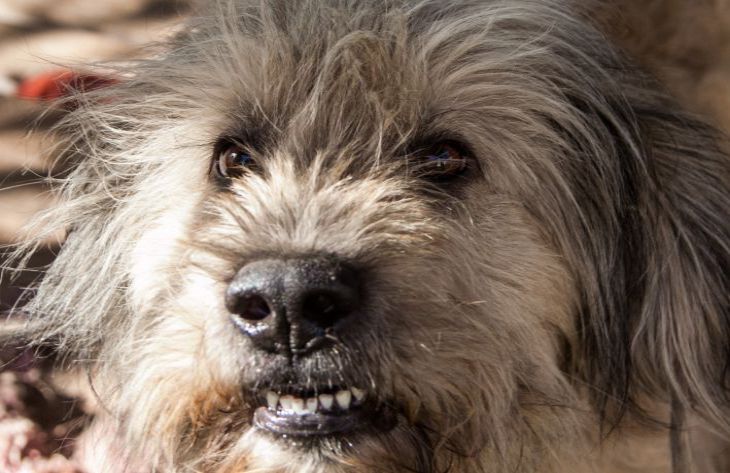 ¿Es un perro realmente capaz de sentir celos? La respuesta correcta sorprenderá a muchos. perro