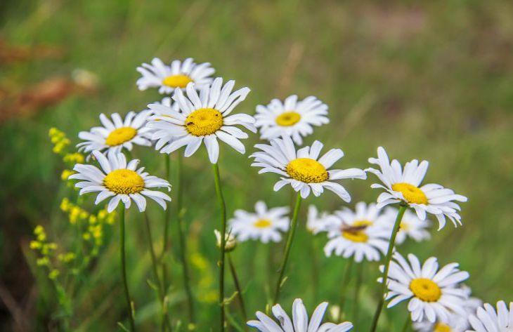 chamomile