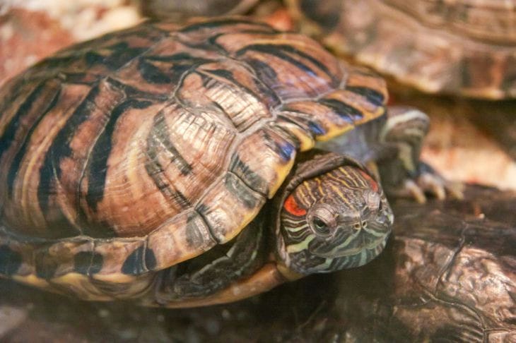 ¿Es posible dejar que una tortuga de orejas rojas camine por el apartamento? Información importante para los propietarios de reptiles. Caparazón