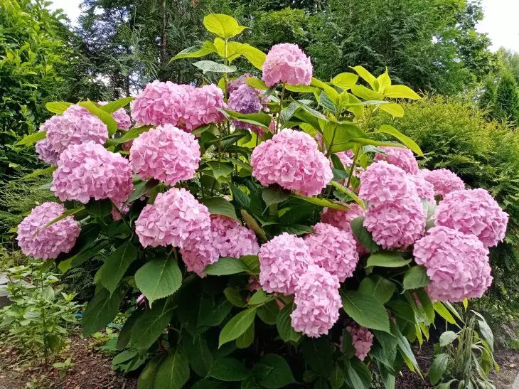 The best fertilizer for hydrangea to make it bloom with lush caps: a home trick hydrangea