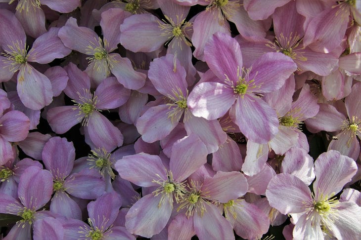 Clematis