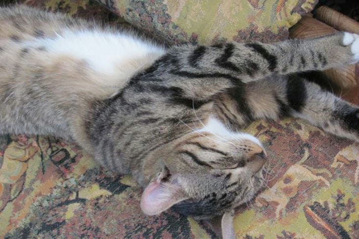 Pourquoi un chat vous mord les jambes et comment s'en débarrasser ? Chat