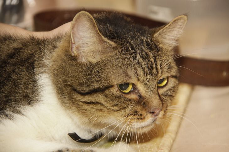 Pourquoi les chats refusent de manger dans des bols à moitié vides chat