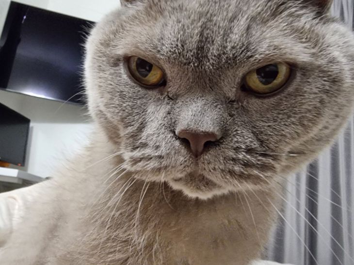 3 Things That Annoy Cats: Pet Owners Should Keep This In Mind cat