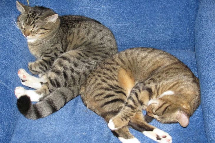 Wie eine Katze bei der Stressbewältigung hilft: Auch wer kein Haustier hat, muss es wissen Katzen
