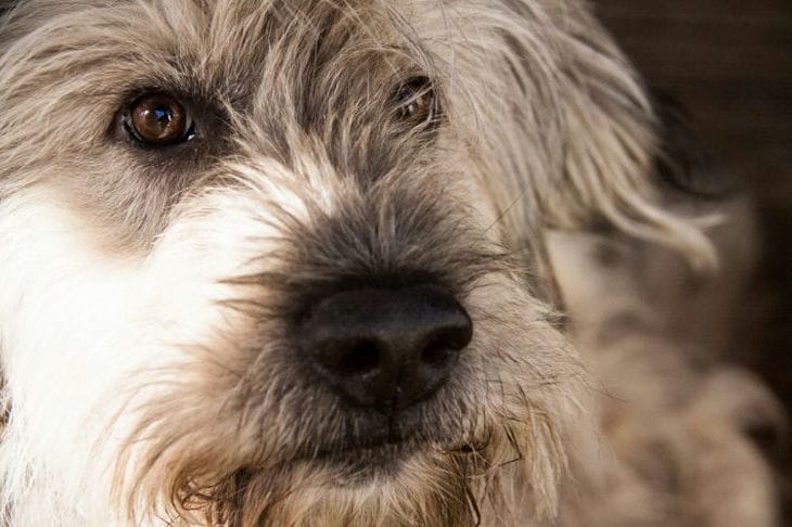 Welche Hunde brauchen häufige Pflege: Diese Rassen sind Stammkunden Hund